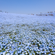 Illustration for article titled A never-ending ocean of 4.5 million flowers in Japan